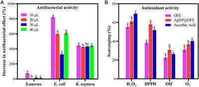 Biosynthesis of phyto-functionalized silver nanoparticles using olive fruit extract and evaluation of their antibacterial and antioxidant properties